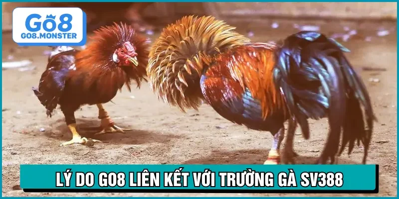 đá gà sv388 ưu điểm